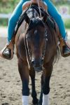 cheval07.jpg